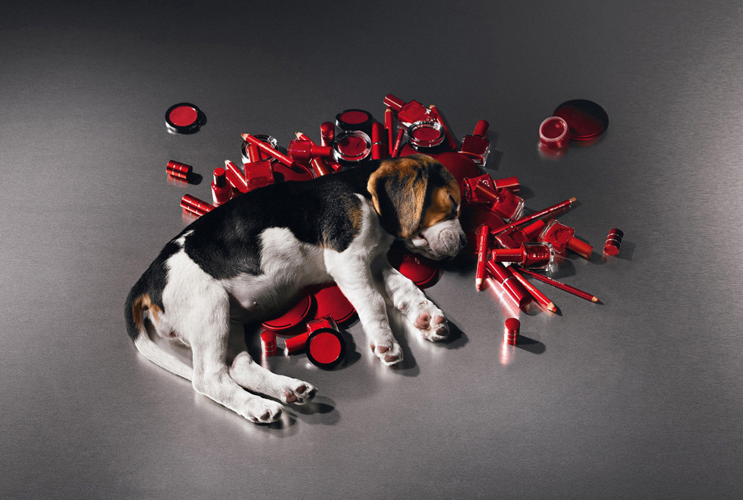 Animal Welfare & Rights: Mauritius Youth Parliament, Session 1