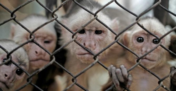 La vivisection : un mal contre les singes mais un bien pour les humains ?