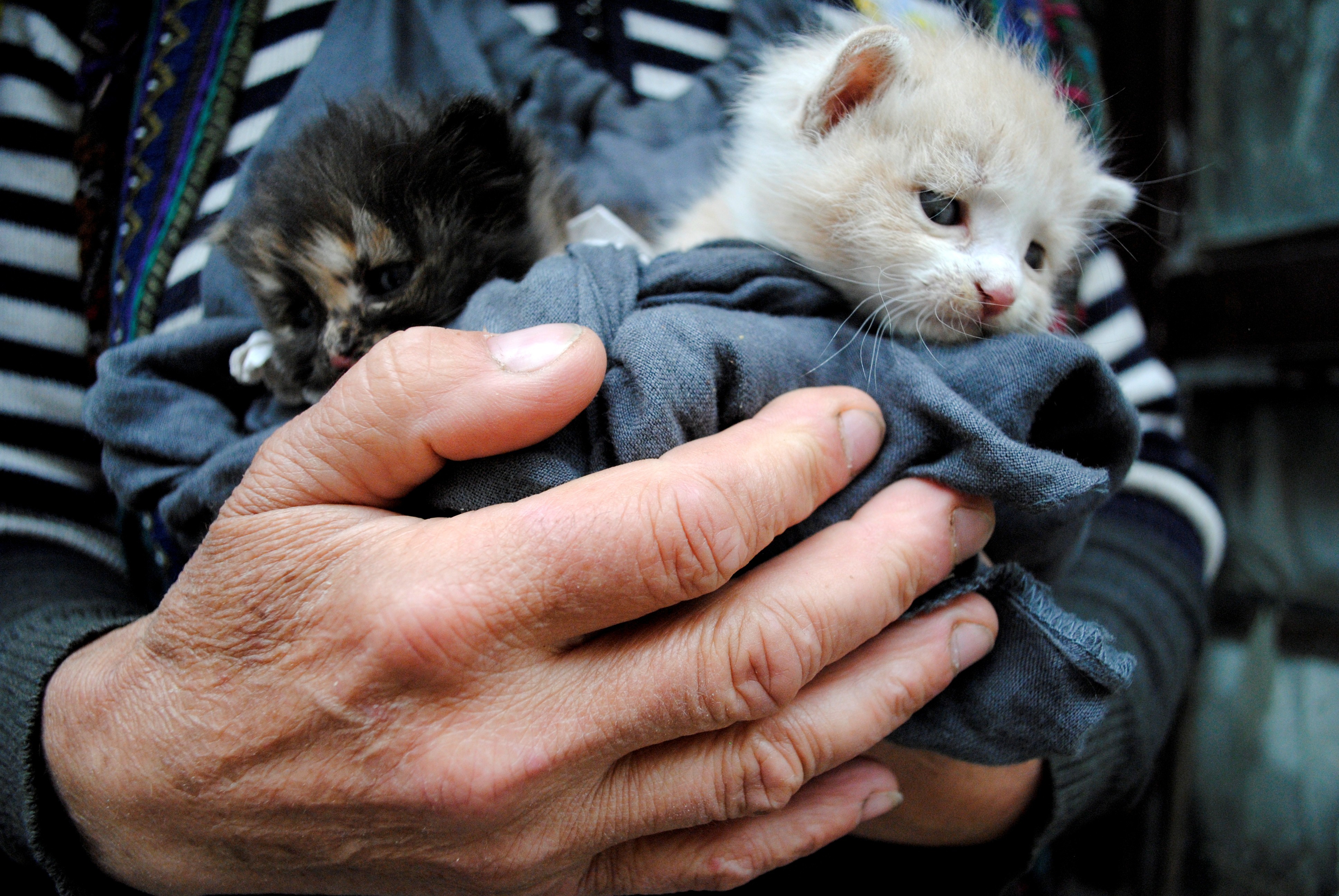 4 October: World Animal Day