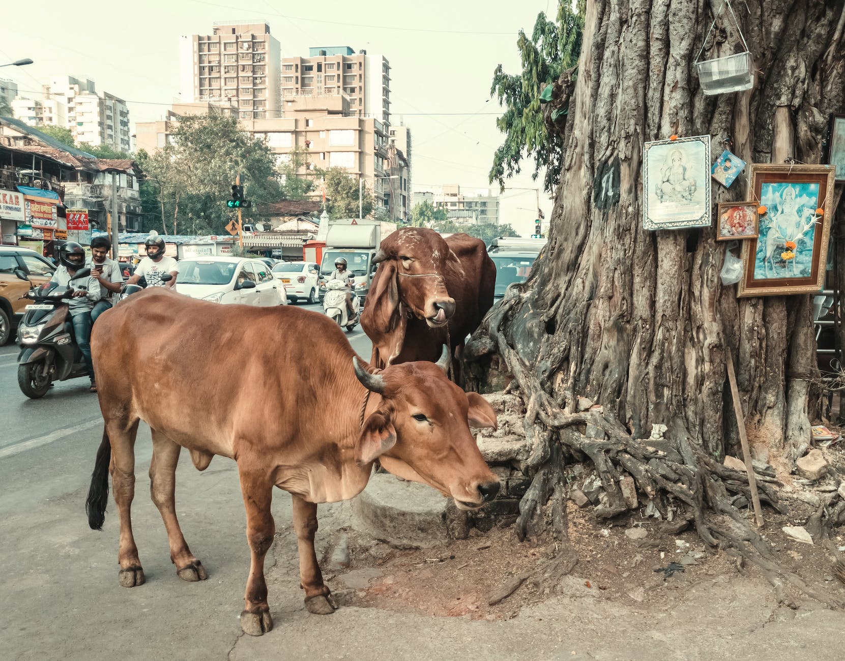 The Best Animal NGOs in India, Ranked - YUVA